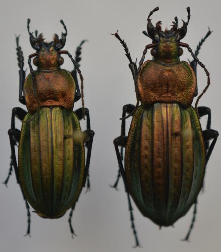 Carabus cancellatus
